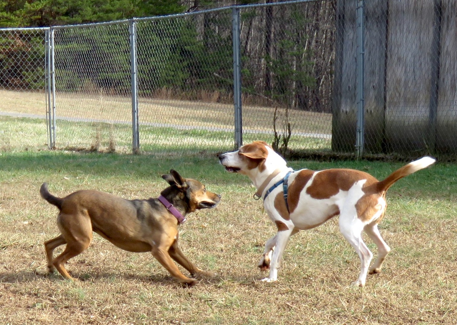 Leah, an adoptable Carolina Dog in Palmyra, VA, 22963 | Photo Image 5