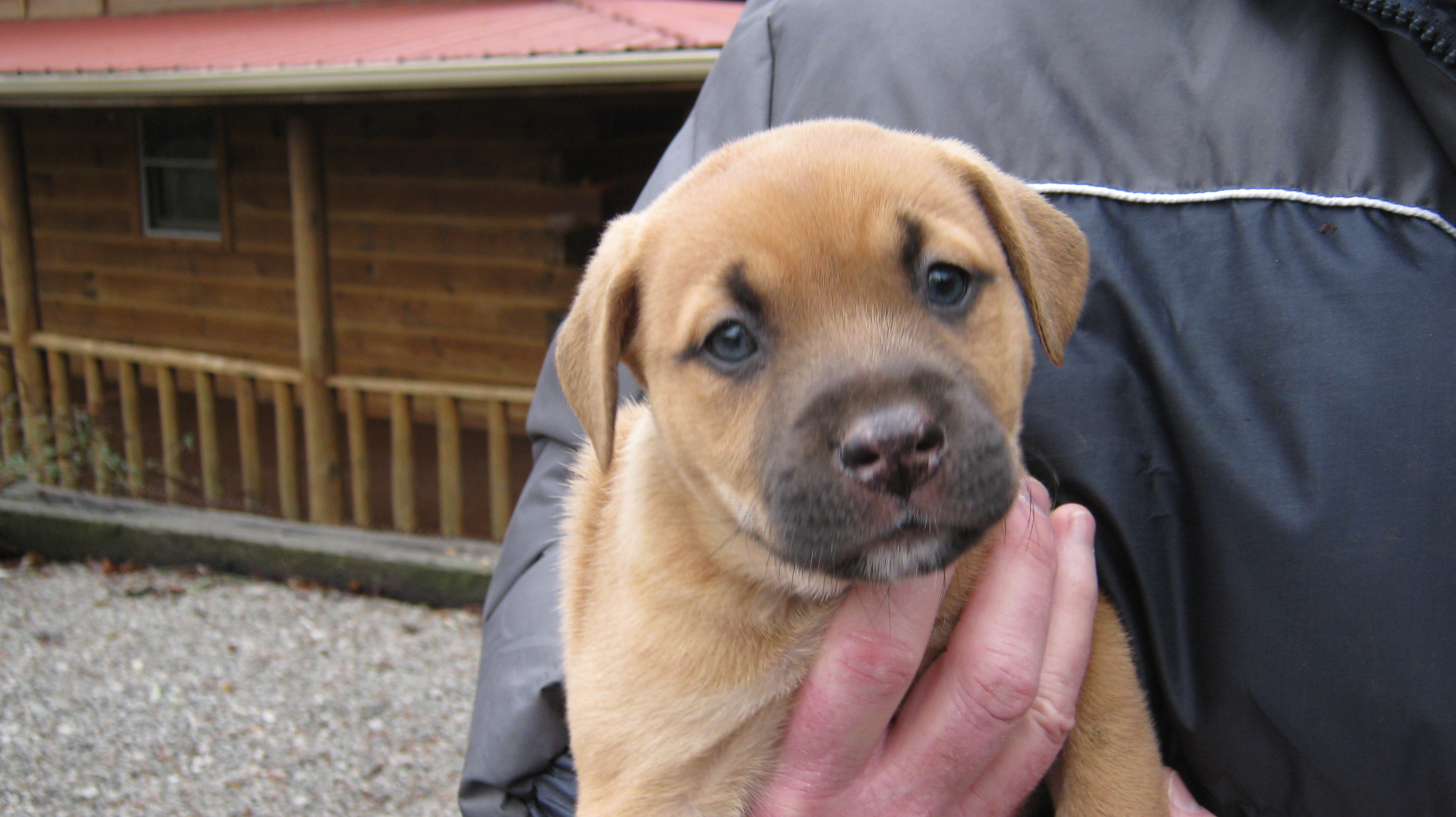 Georgia  FULLY SPONSORED W/ APPROVED APP, an adoptable Black Mouth Cur, Rhodesian Ridgeback in Mount Juliet, TN, 37122 | Photo Image 6