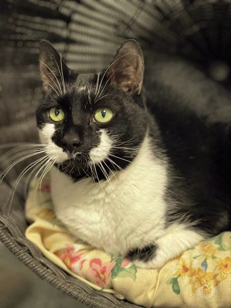Miley, an adoptable Domestic Short Hair in Freeport, NY, 11520 | Photo Image 2
