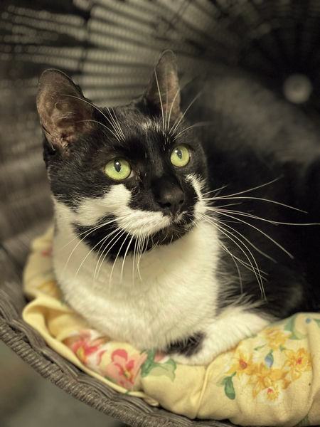 Miley, an adoptable Domestic Short Hair in Freeport, NY, 11520 | Photo Image 5