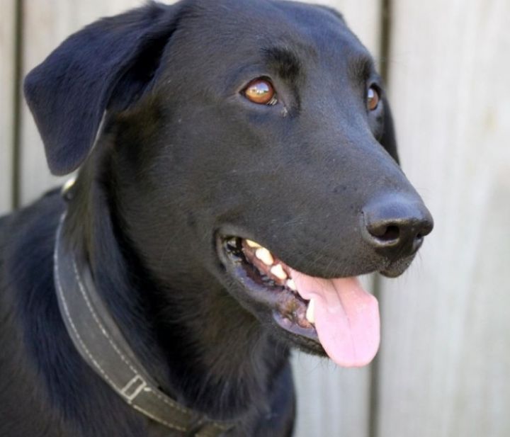 Austin (Foster), an adopted Black Labrador Retriever in Baton Rouge, LA_image-3