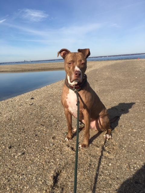 Franklin, an adoptable Terrier in Glen Cove, NY, 11542 | Photo Image 2