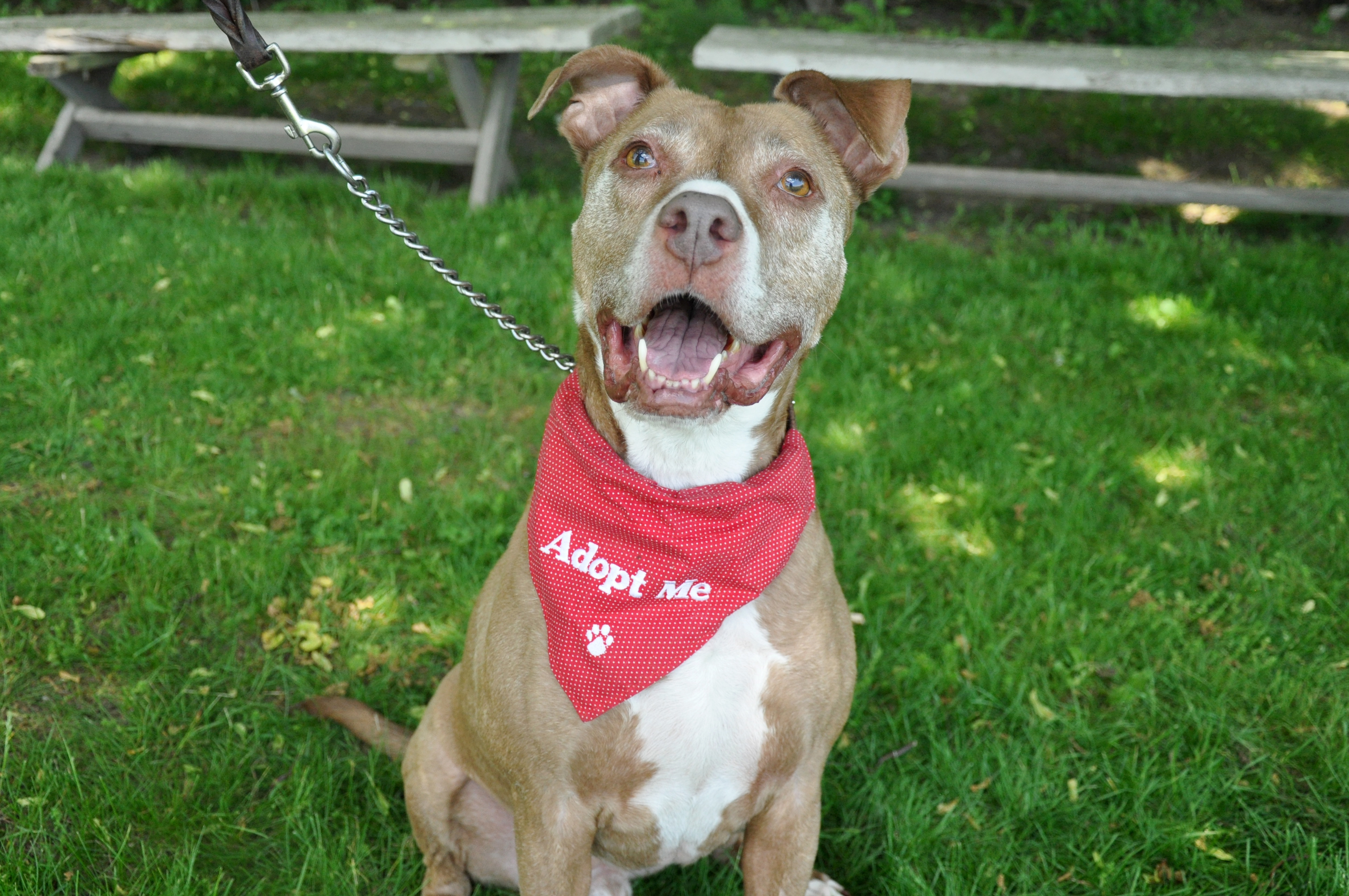 Franklin, an adoptable Terrier in Glen Cove, NY, 11542 | Photo Image 3