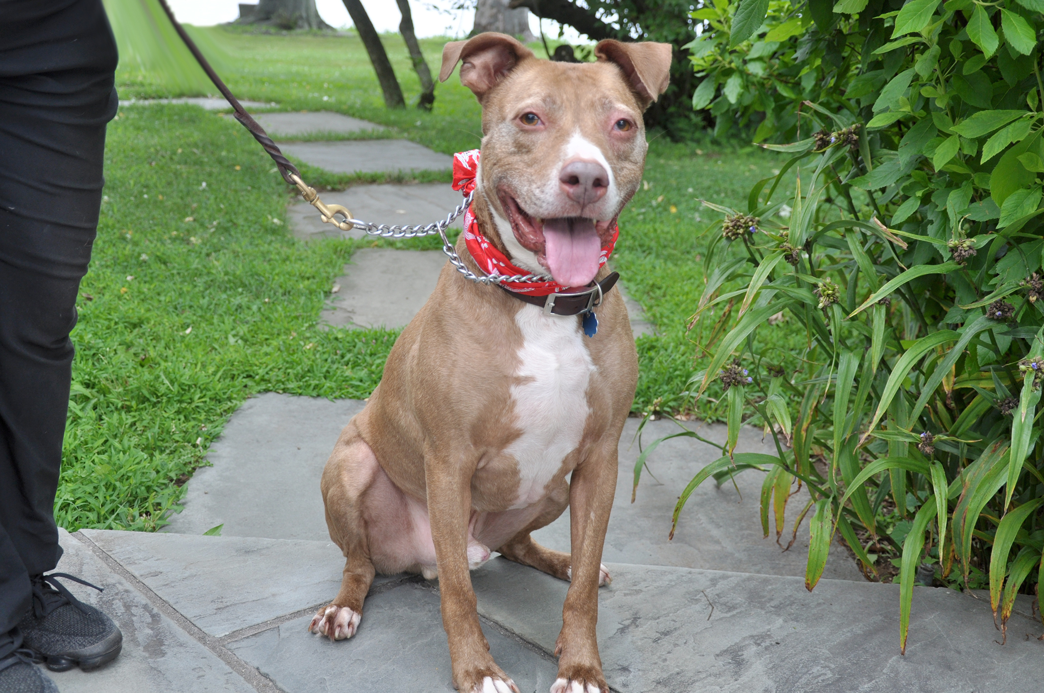 Franklin, an adoptable Terrier in Glen Cove, NY, 11542 | Photo Image 4