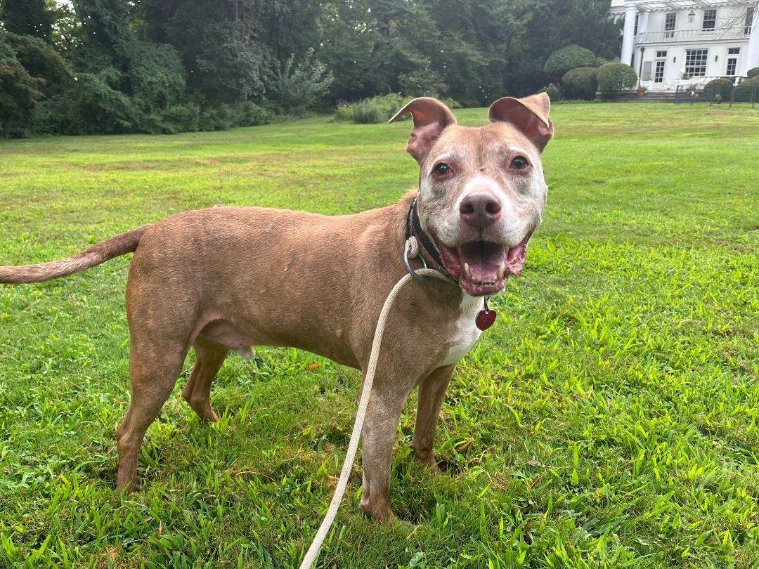 Franklin, an adoptable Terrier in Glen Cove, NY, 11542 | Photo Image 5