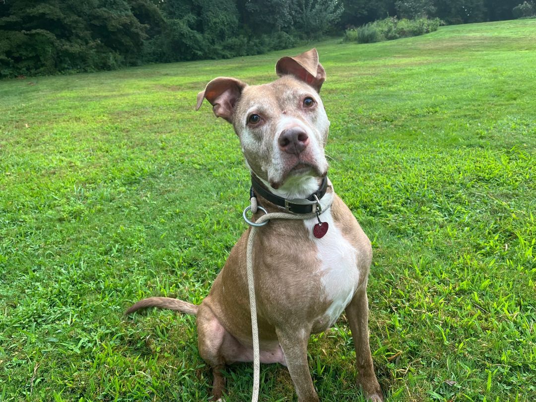 Franklin, an adoptable Terrier in Glen Cove, NY, 11542 | Photo Image 6