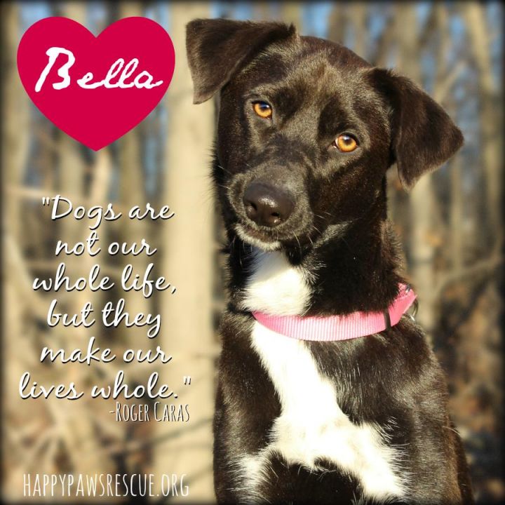 Bella, an adopted Labrador Retriever & Hound Mix in South Brunswick, NJ_image-1