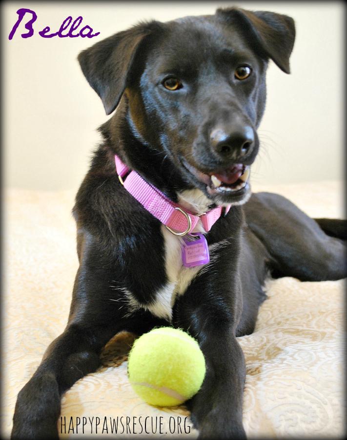 Bella, an adopted Labrador Retriever & Hound Mix in South Brunswick, NJ_image-2