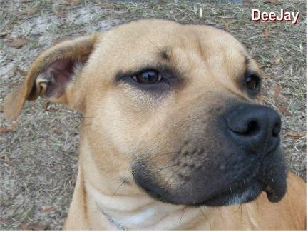 DeeJay, an adopted Pit Bull Terrier & Labrador Retriever Mix in Ozark, AL_image-2