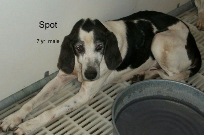 Spot,a gentle guy, VERY URGENT  OUT OF TIME