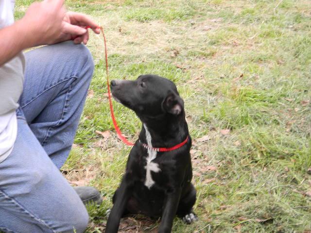 Dolly, an adoptable Labrador Retriever, Australian Cattle Dog / Blue Heeler in Baton Rouge, LA, 70814 | Photo Image 2