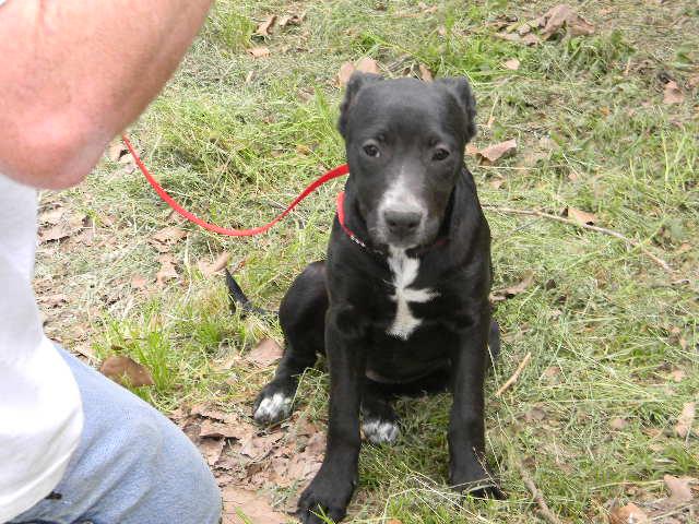 Dolly, an adoptable Labrador Retriever, Australian Cattle Dog / Blue Heeler in Baton Rouge, LA, 70814 | Photo Image 3