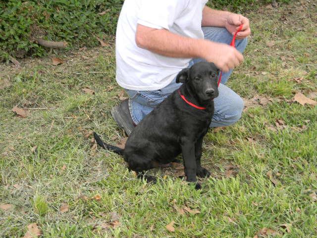 Mario, an adoptable Labrador Retriever & Australian Cattle Dog / Blue Heeler Mix in Baton Rouge, LA_image-1