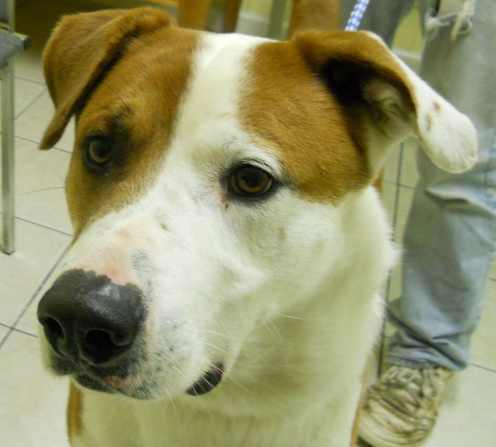 Gene~Adopted!!, an adopted Hound in Hendersonville, TN_image-1