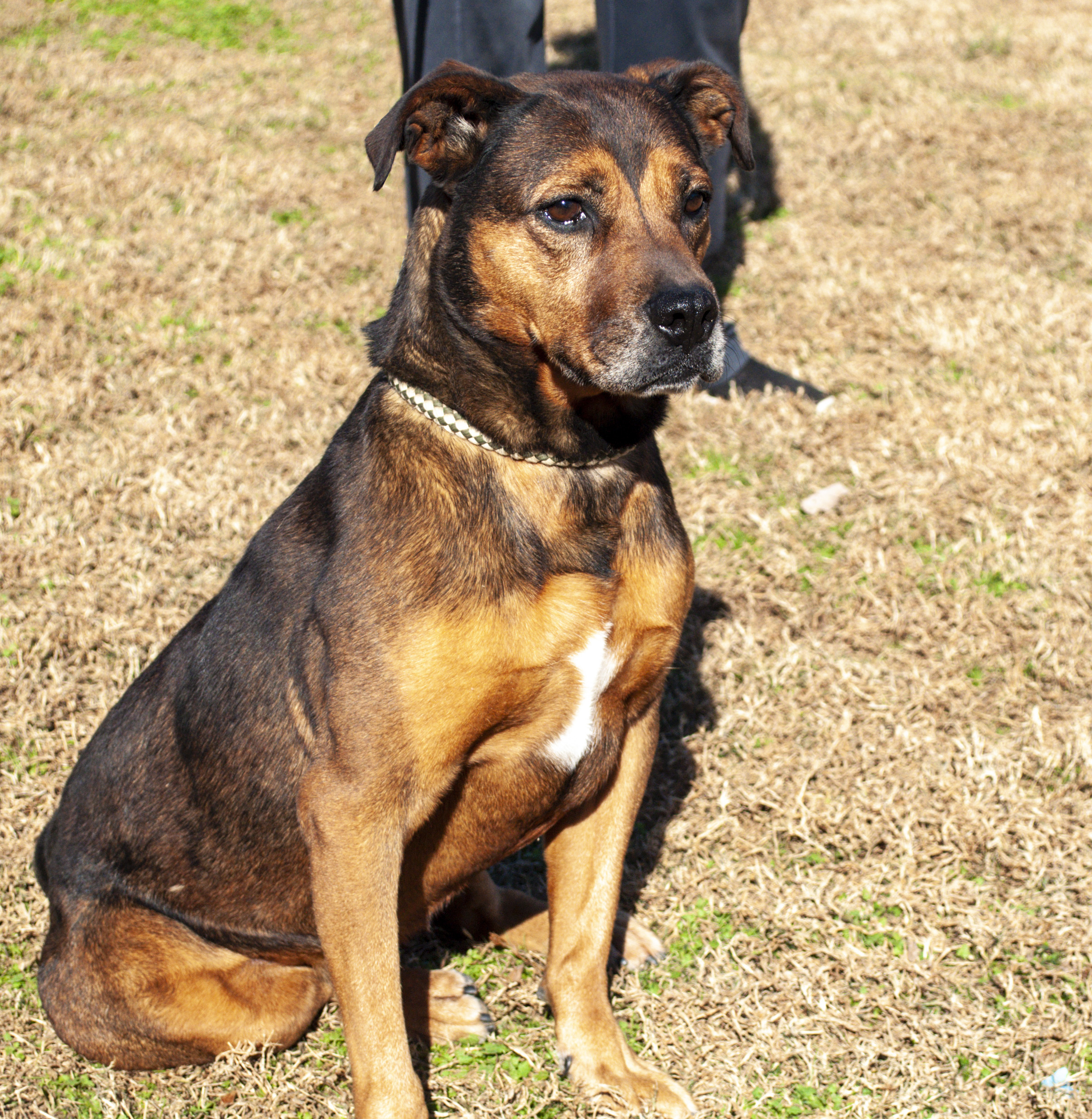 Rosanna, an adoptable Terrier, Pit Bull Terrier in Tanner, AL, 35671 | Photo Image 1