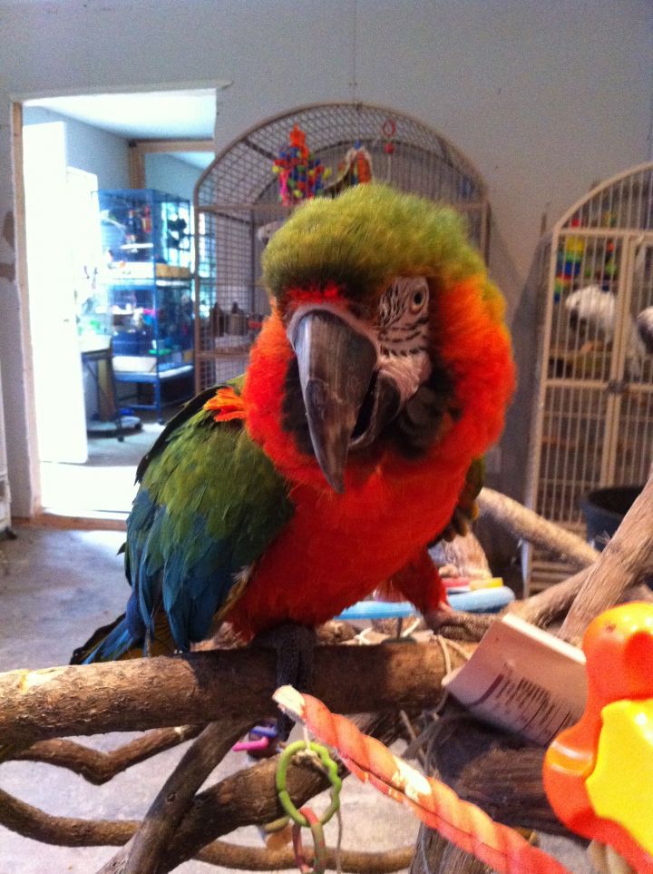 Carlos, an adoptable Macaw Mix in Blairstown, NJ_image-1