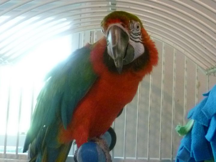 Carlos, an adoptable Macaw Mix in Blairstown, NJ_image-3