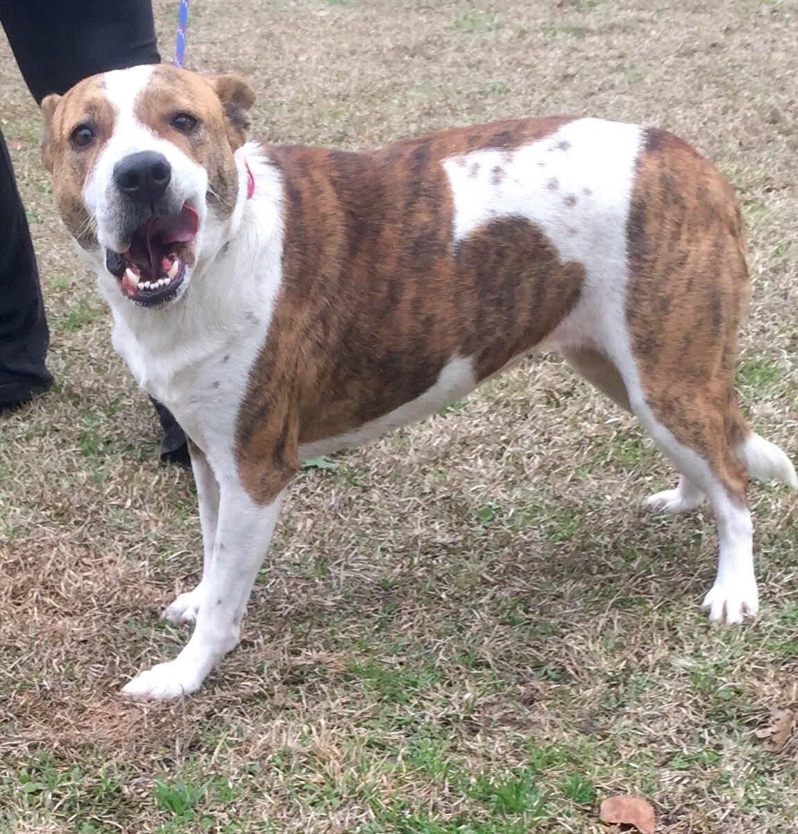 Belle, an adoptable Boxer, Pit Bull Terrier in Ladson, SC, 29456 | Photo Image 1