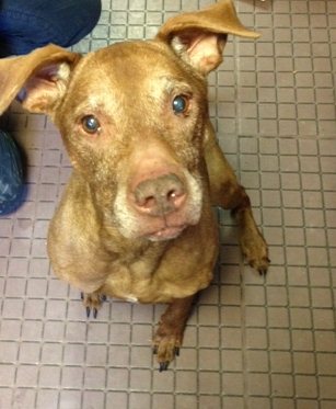 Miss Coco (transfered to CT Humane Society) 2