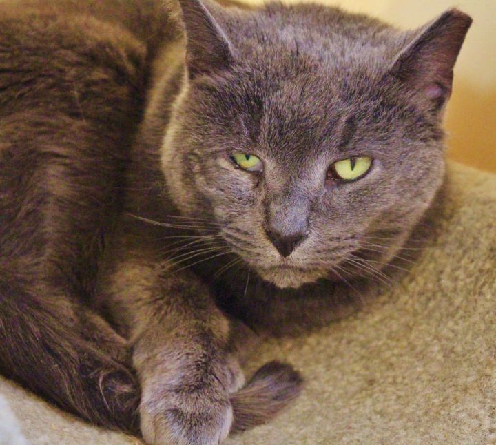Margaux-Spunky Russian Blue Mix, lots of character, great stories to tell! 3
