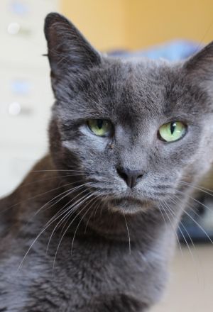 Margaux-Spunky Russian Blue Mix, lots of character, great stories to tell!