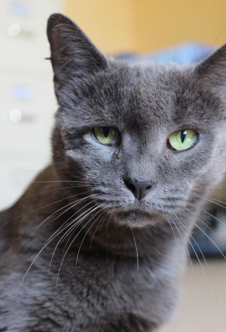 Margaux-Spunky Russian Blue Mix, lots of character, great stories to tell! 1