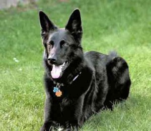 Dog for Adoption - German Shepherd Referral Rescue, near ...