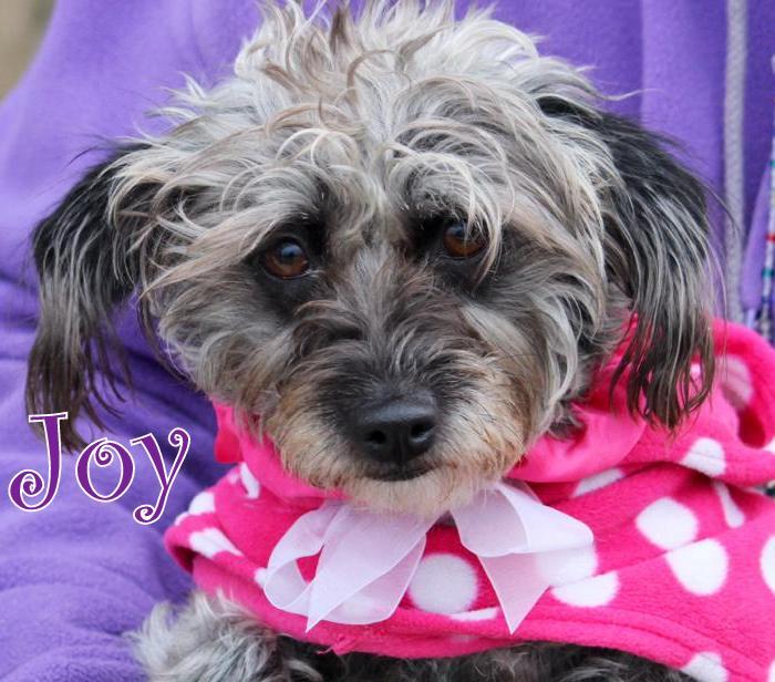 NJ - Joy, an adopted Cairn Terrier & Terrier Mix in Jackson, NJ_image-1