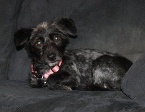 NJ - Joy, an adopted Cairn Terrier & Terrier Mix in Jackson, NJ_image-3