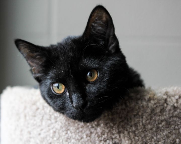 Penny, an adopted Domestic Short Hair in South Elgin, IL_image-1