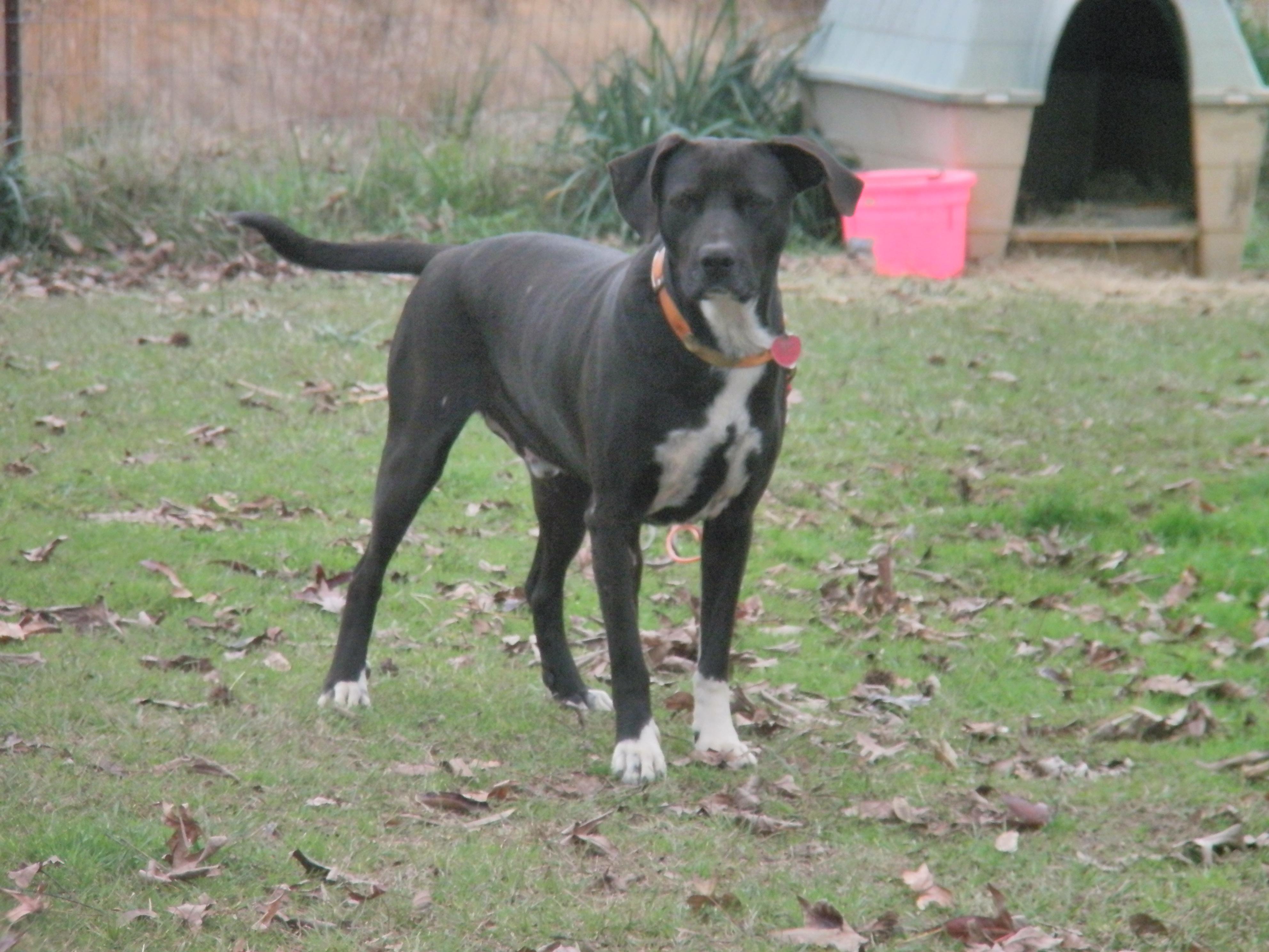 Hauss, an adoptable Black Labrador Retriever, Hound in Ruston, LA, 71273 | Photo Image 1