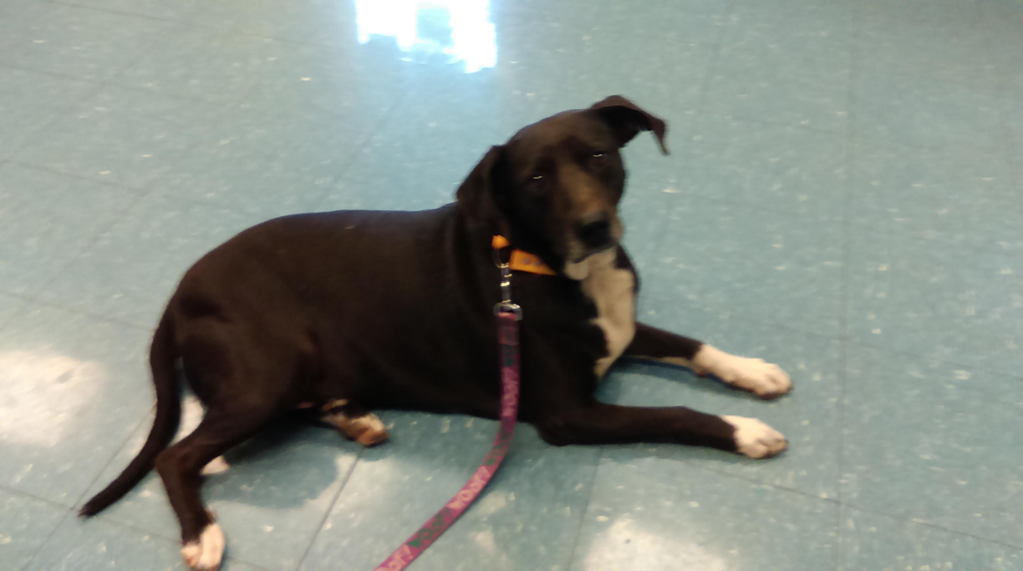 Hauss, an adoptable Black Labrador Retriever, Hound in Ruston, LA, 71273 | Photo Image 2