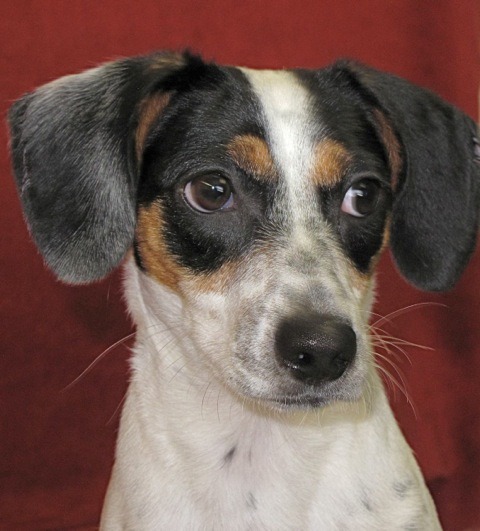 Noelle, an adopted Rat Terrier Mix in Oshawa, ON_image-1