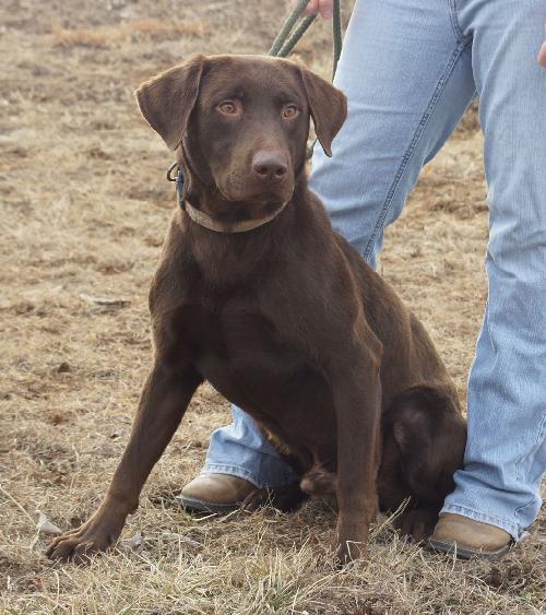 Lance, an adopted Chesapeake Bay Retriever Mix in Valley Falls, KS_image-1