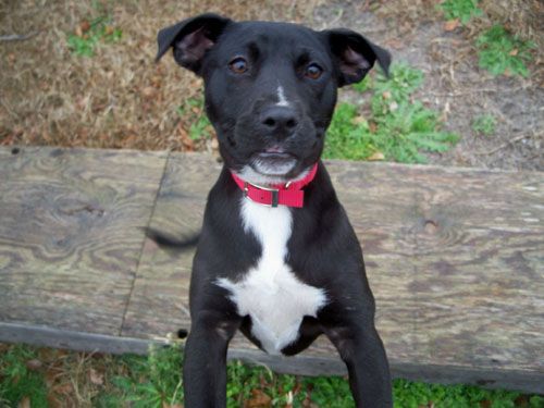 Looking for Foster Homes, an adoptable Labrador Retriever in Walworth, NY, 14568 | Photo Image 2