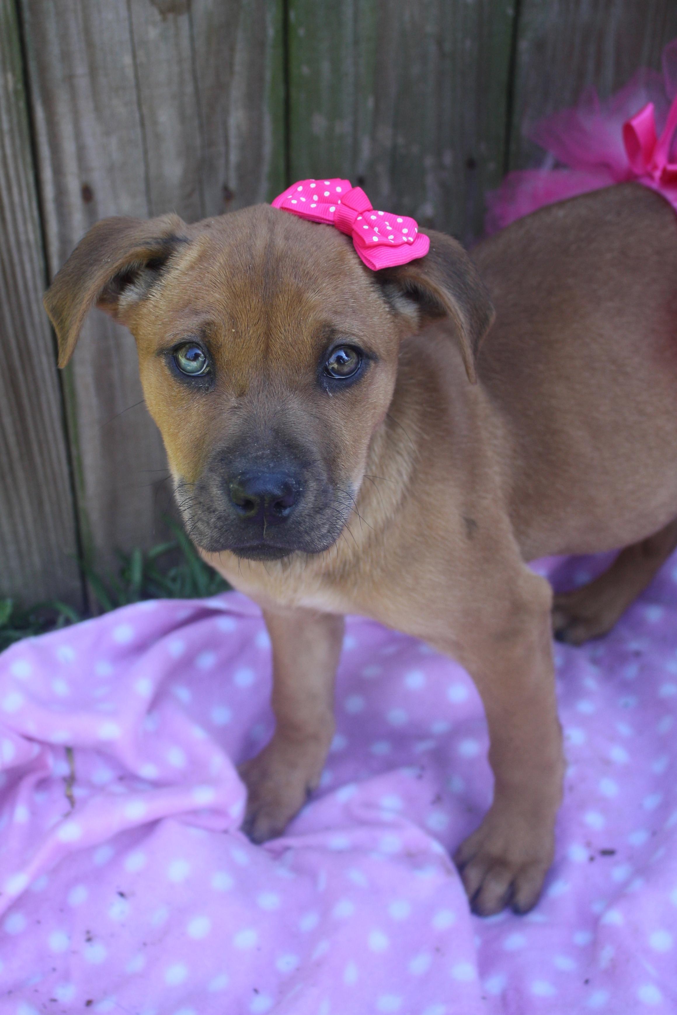 Looking for Foster Homes, an adoptable Labrador Retriever in Walworth, NY, 14568 | Photo Image 1