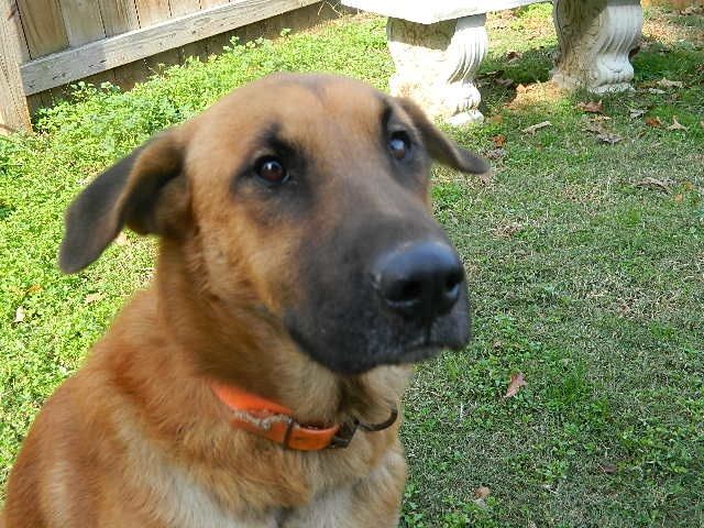 Looking for Foster Homes, an adoptable Labrador Retriever in Walworth, NY, 14568 | Photo Image 3