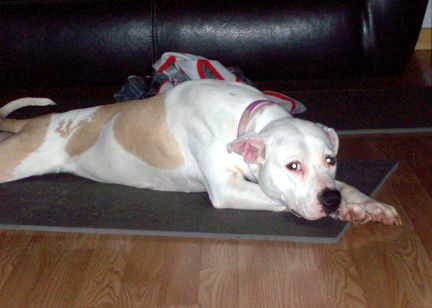 Pearl, an adoptable American Staffordshire Terrier in Austin, TX_image-2