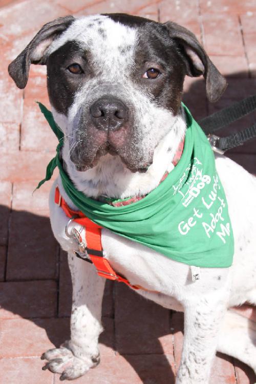 Valerie, an adopted American Staffordshire Terrier & Pointer Mix in Washington, DC_image-2