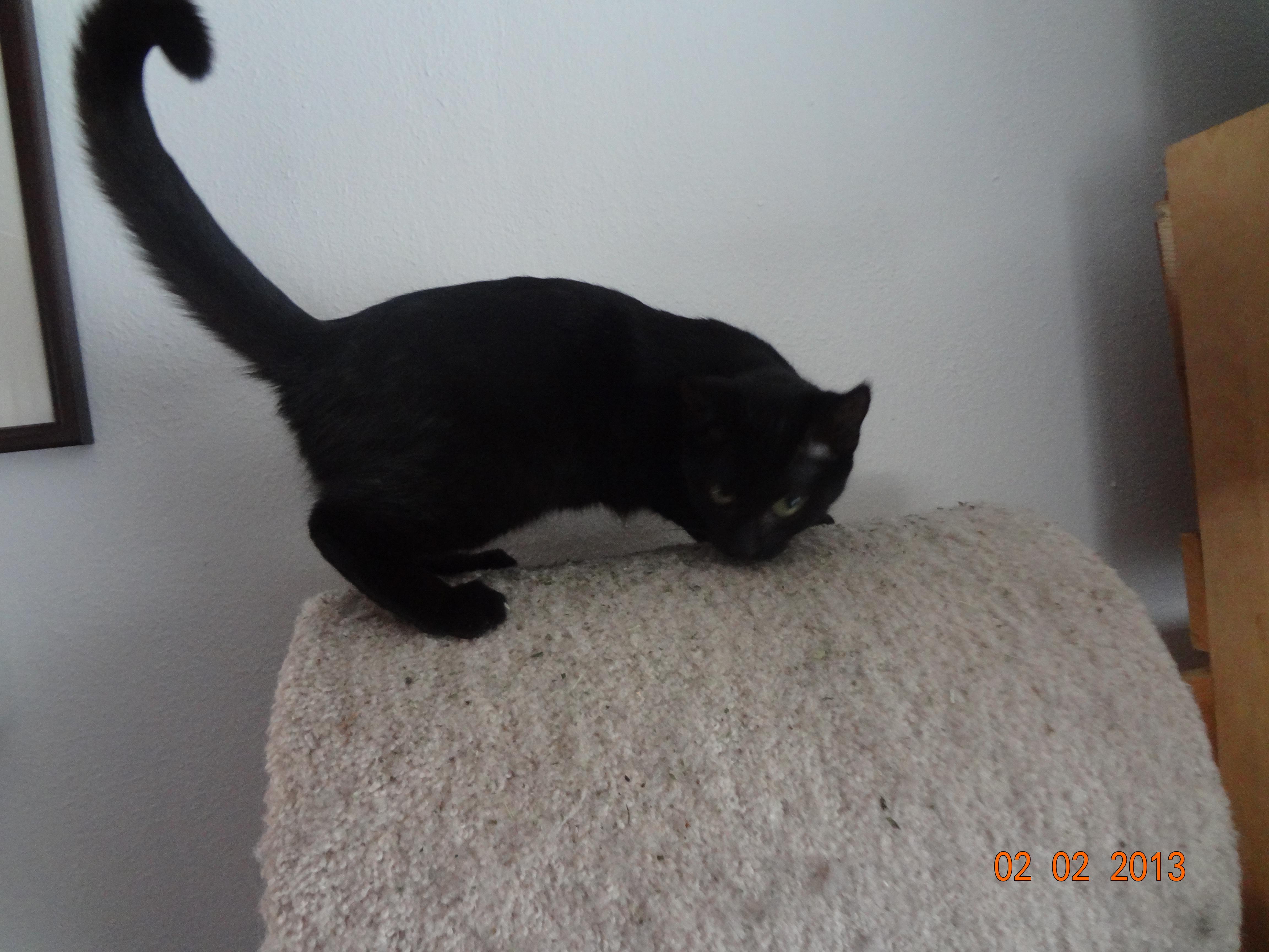 Precious, an adoptable Bombay, Burmese in Saint Albans, WV, 25177 | Photo Image 2