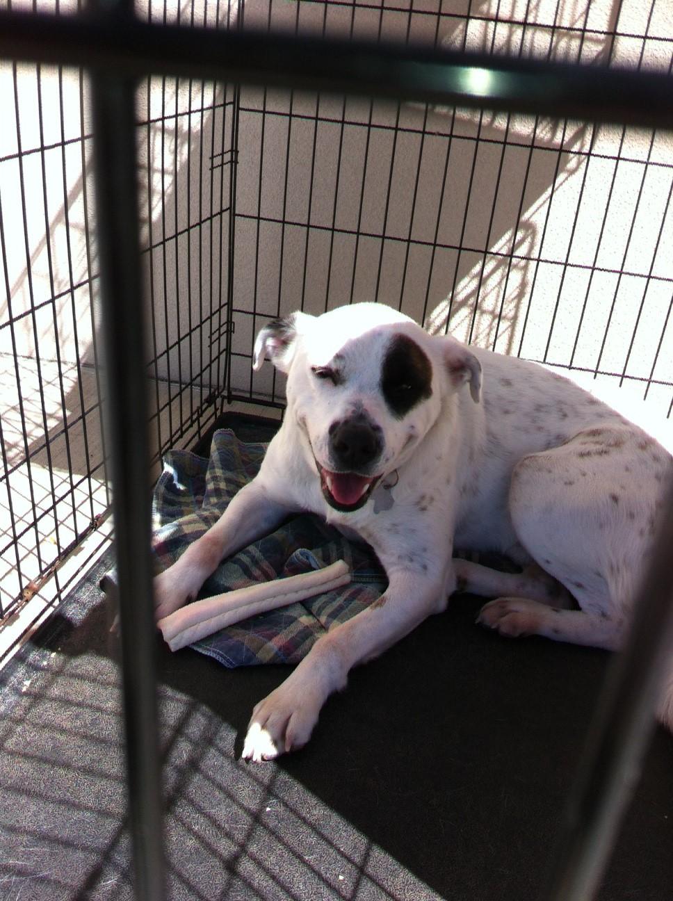 Rico, an adoptable Great Pyrenees in Fort Worth, TX, 76126 | Photo Image 1