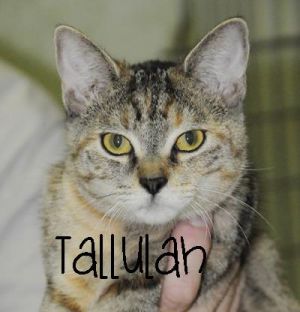 Tallulah