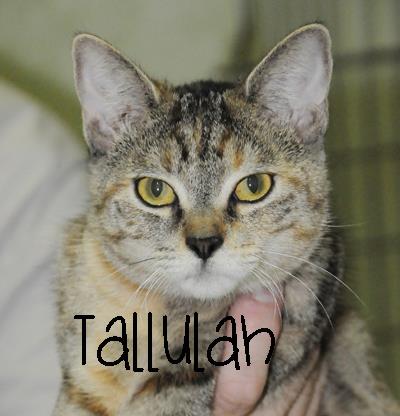 Tallulah, an adopted Tabby & Torbie Mix in Sierra Vista, AZ_image-1