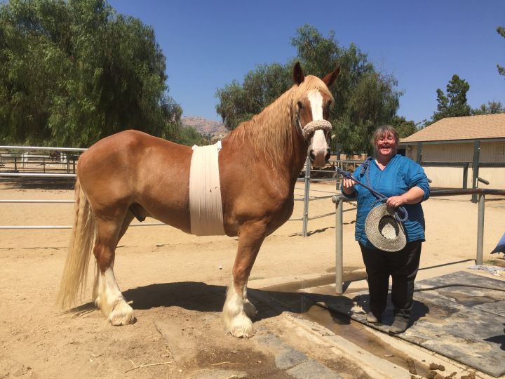 the largest horse samson