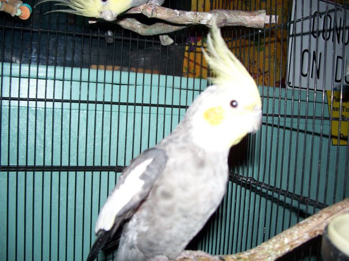 Cockatiels: PrettyBoy and Whitey 1