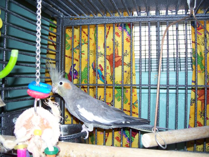Cockatiels: PrettyBoy and Whitey 2
