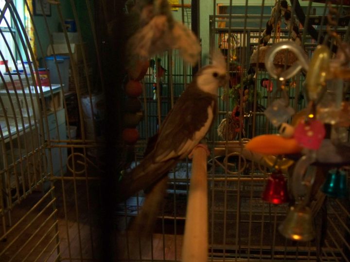 Cockatiels: PrettyBoy and Whitey 3