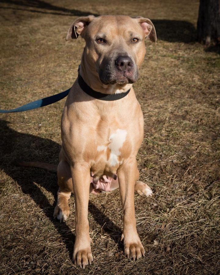 Jasmine, an adopted Labrador Retriever Mix in Quincy, MA_image-1