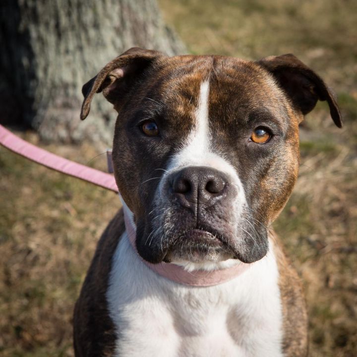 Lacey, an adopted Boxer Mix in Quincy, MA_image-1