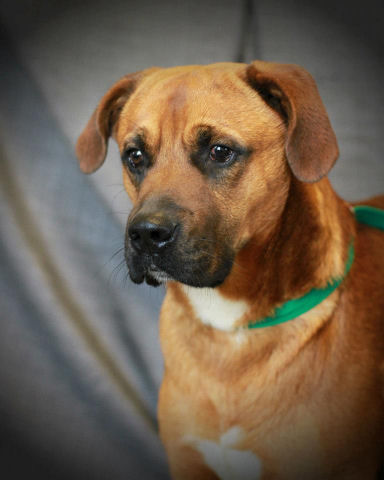 Clayton, an adoptable Boxer in Godfrey, IL, 62035 | Photo Image 1